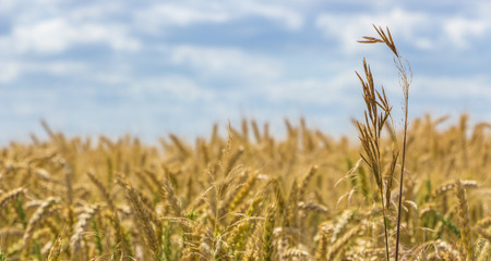 Spikes on the background of the sky