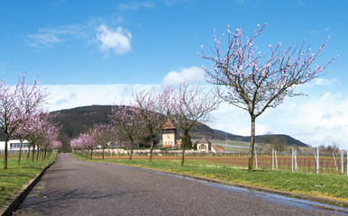 Blühende Mandelbäume am Geilweilerhof