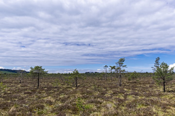 Obraz premium Schwarzes Moor