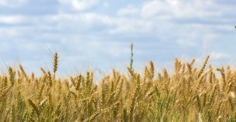 Spikes on the background of the sky