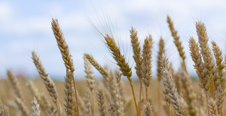 Fototapeta premium Spikes on the background of the sky