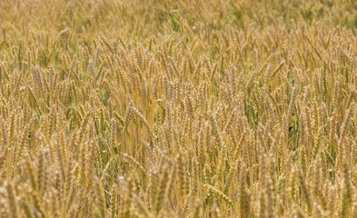 Detailed view at a field with mature and ripe wheat ready for harvest