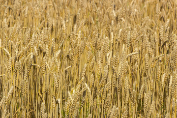 Detailed view at a field with mature and ripe wheat ready for harvest