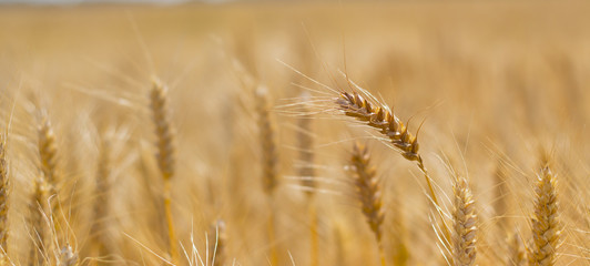Fototapeta premium Szczegółowy widok na pole z dojrzałej i dojrzałej pszenicy gotowe do zbioru