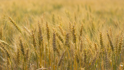 Detailed view at a field with mature and ripe wheat ready for harvest