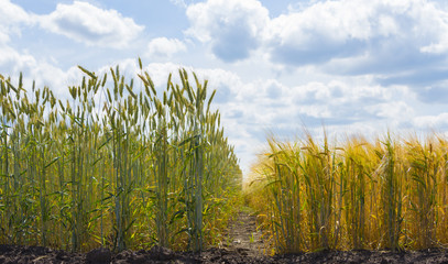 Ripe ears of oats on the field background
