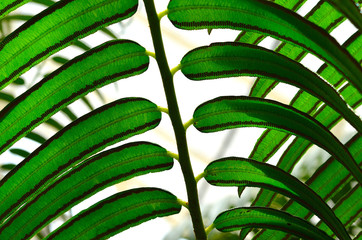 close  up angiopteris evecta leaf, the Giant Fern. The spore bearing sori are visible.