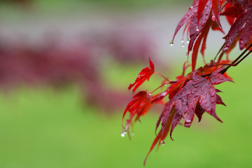 Leaves of red Japanese-maple (Acer japonicum) with water drops after rain