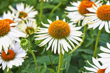 Summer flowers, Coneflower White field