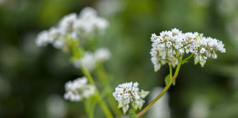The Macro photo of White Buckwheat flowers