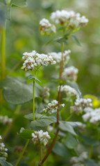 The Macro photo of White Buckwheat flowers