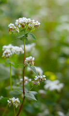 The Macro photo of White Buckwheat flowers