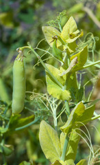 Mature pods of peas, yellow, ready to harvest