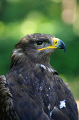 Ptak drapieżny © Patdrig Torc