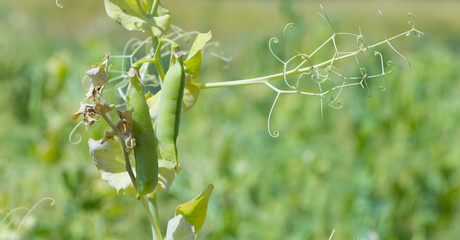 Mature pods of peas, yellow, ready to harvest