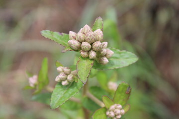 Growing Plant