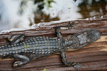 Resting Baby Gator 