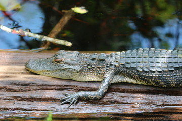 Resting Gator 