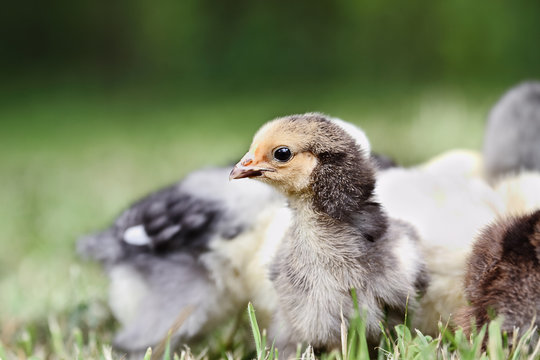 Baby Buff Brahma chick free ranging with other mixed chicks outdoors in the grass. Extreme shallow depth of field with selective focus on Brahma's face.