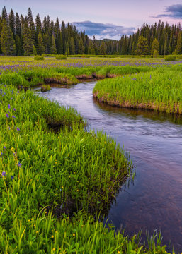 Packer Meadows at Lolo Pass on the Idaho/Montana border