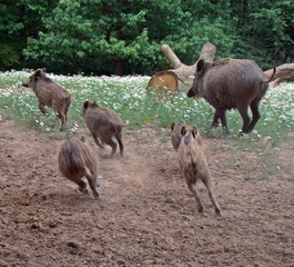 Fototapeta premium Fliehende Wildschweinrotte