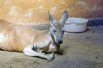 Śpiący kangur - obrazy, fototapety, plakaty