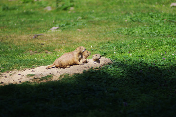 Pieski preriowe © Patdrig Torc