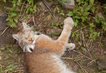 playing lynx outside