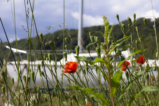 Poppies at Boat Yard