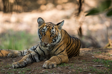 Tiger Cub