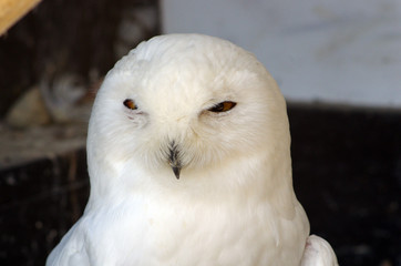 Sowa biała © Patdrig Torc