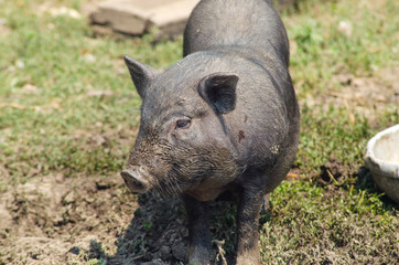 Little black pig close-up, farm. Vietnamese pig, portrait.