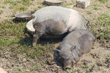 Two small pigs bathed in mud, a farm.