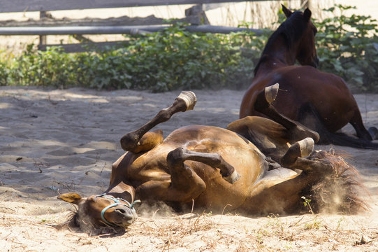 cavallo che si rotola nella terra