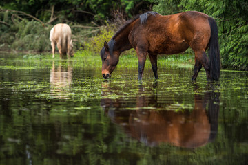 horses in pond reflection
