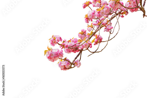 Closeup Of Cherry Blossom In Japanese Park Of Japan Beautiful Pink Sakura Flower Isolated On White Background And Copy Space Hanami Concept Spring Relaxation Wall Mural Bennymarty