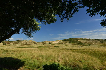 Les Mielle Dunes, Jersey, U.K.  Wide angle image of dunes and marram grass framed by trees in the Summer.