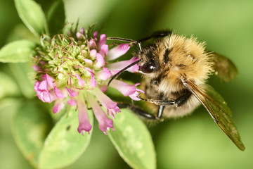 bee 17