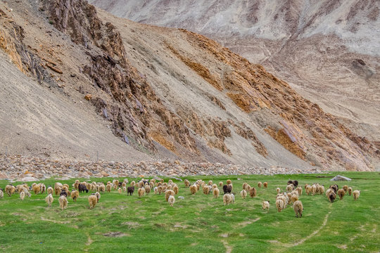 Flock of  Pashmina in  Ladakh, India. 