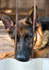 German shepherd in a cage