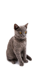 Grey British short hair cat isolated