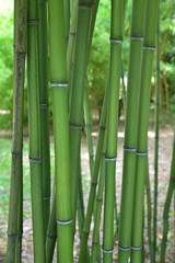 Fototapeta premium Bambous verts au jardin en été