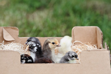Mail ordered baby mixed chicks in a packing box. Extreme depth of field with selective focus on the little Silver Laced Wynadotte and Blue Cochin in foreground. © Stephanie Frey