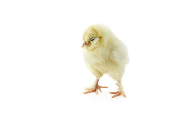 Isolated sleeping baby Faverolle chick on a white background with light shadow. Extreme depth of field with selective focus on face.