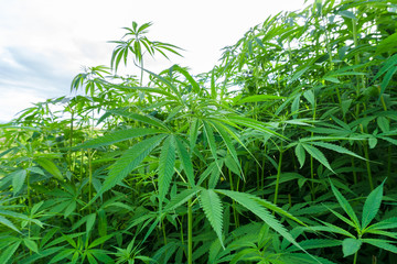Marijuana plants growing naturally,No flowers