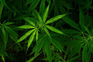 Naklejka na ściany i meble Marijuana plants growing naturally,No flowers
