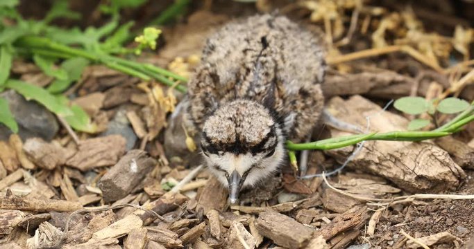 Newly hatched Killdeer chicks.