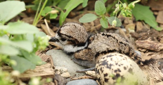 Newly hatched Killdeer chicks.