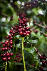 Coffee beans Costa Rica