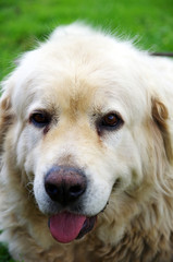 Owczarek podhalański